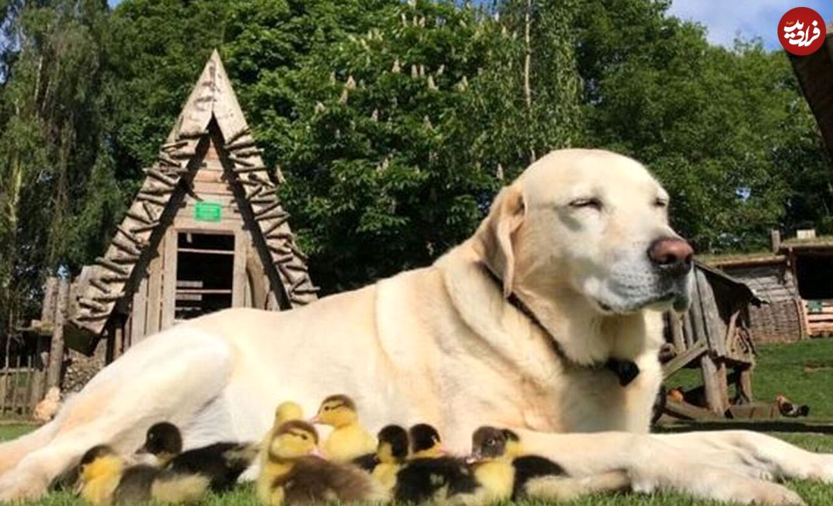 تصاویر دیدنی؛ سگی که از ۱۵ جوجه اردک نگهداری می‌کند!