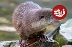 ببینید| شکار ماهی عظیم‌الجثه توسط راسوی جسور