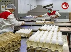 قیمت هر شانه تخم‌مرغ چند؟