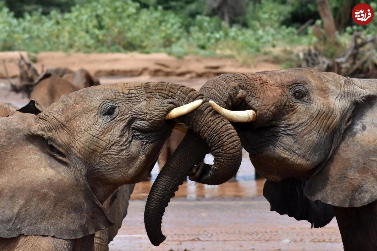 نتیجه عجیب یک تحقیق درباره نحوه ارتباط برقرار کردن فیل‌ها