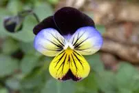 مهم‌ترین نکات دربارۀ نگهداری از «گل بنفشه»