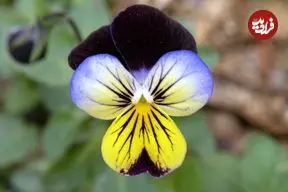 مهم‌ترین نکات دربارۀ نگهداری از «گل بنفشه»