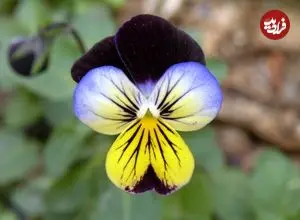 مهم‌ترین نکات دربارۀ نگهداری از «گل بنفشه»