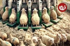 ببینید؛ نگاهی به سیستم های جدید و پیشرفته در دامداری