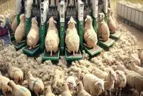 ببینید؛ نگاهی به سیستم های جدید و پیشرفته در دامداری