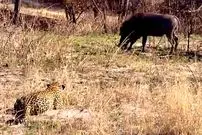 ببینید| شکست باورنکردنی پلنگ در برابر گراز وحشی!