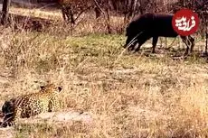 ببینید| شکست باورنکردنی پلنگ در برابر گراز وحشی!