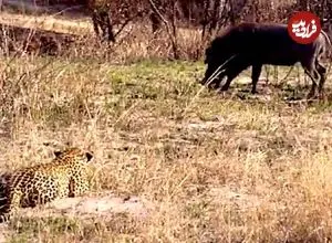 ببینید| شکست باورنکردنی پلنگ در برابر گراز وحشی!