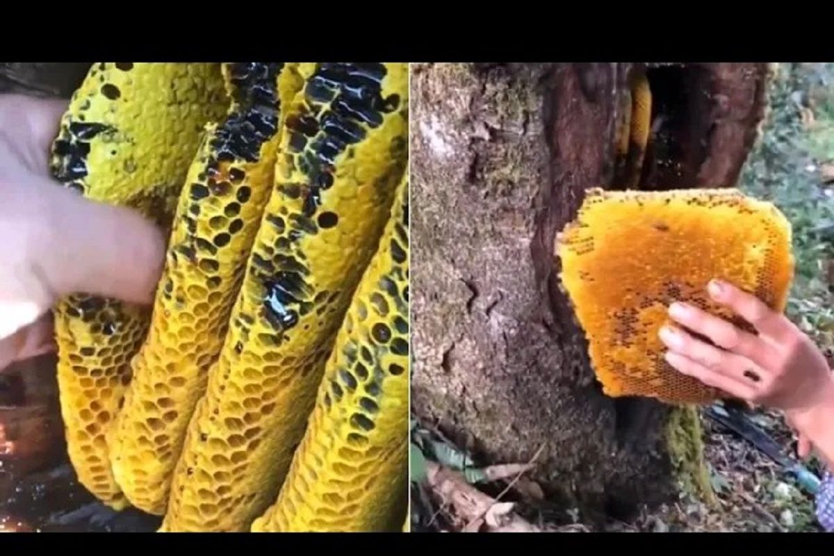 (ویدئو) برداشت حیرت انگیز عسل وحشی سیاه از تنه درخت کهنسال