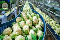 ببینید؛ چگونه آمریکایی ها صدها تن گل کلم را برداشت و فرآوری می کنند؟