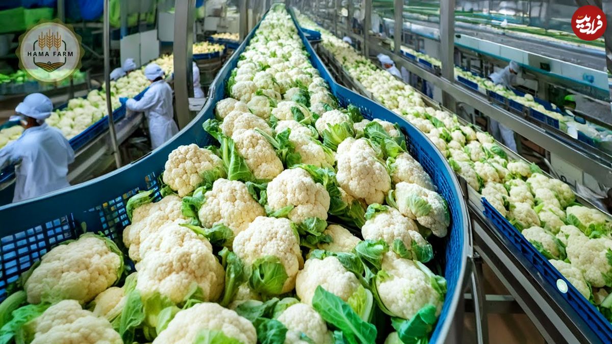 ببینید؛ چگونه آمریکایی ها صدها تن گل کلم را برداشت و فرآوری می کنند؟