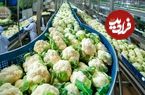 ببینید؛ چگونه آمریکایی ها صدها تن گل کلم را برداشت و فرآوری می کنند؟