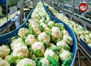 ببینید؛ چگونه آمریکایی ها صدها تن گل کلم را برداشت و فرآوری می کنند؟