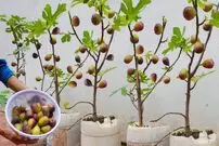 (ویدئو) یک روش ساده و بی دردسر برای پرورش و برداشت انجیر سیاه در تراس خانه