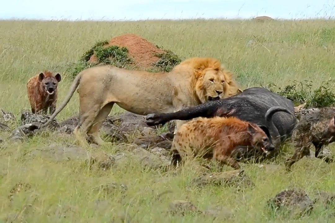 (ویدئو) وحشتی که شیرها به جان کفتارها انداختند؛ لاشه خوری جالب سلطان جنگل