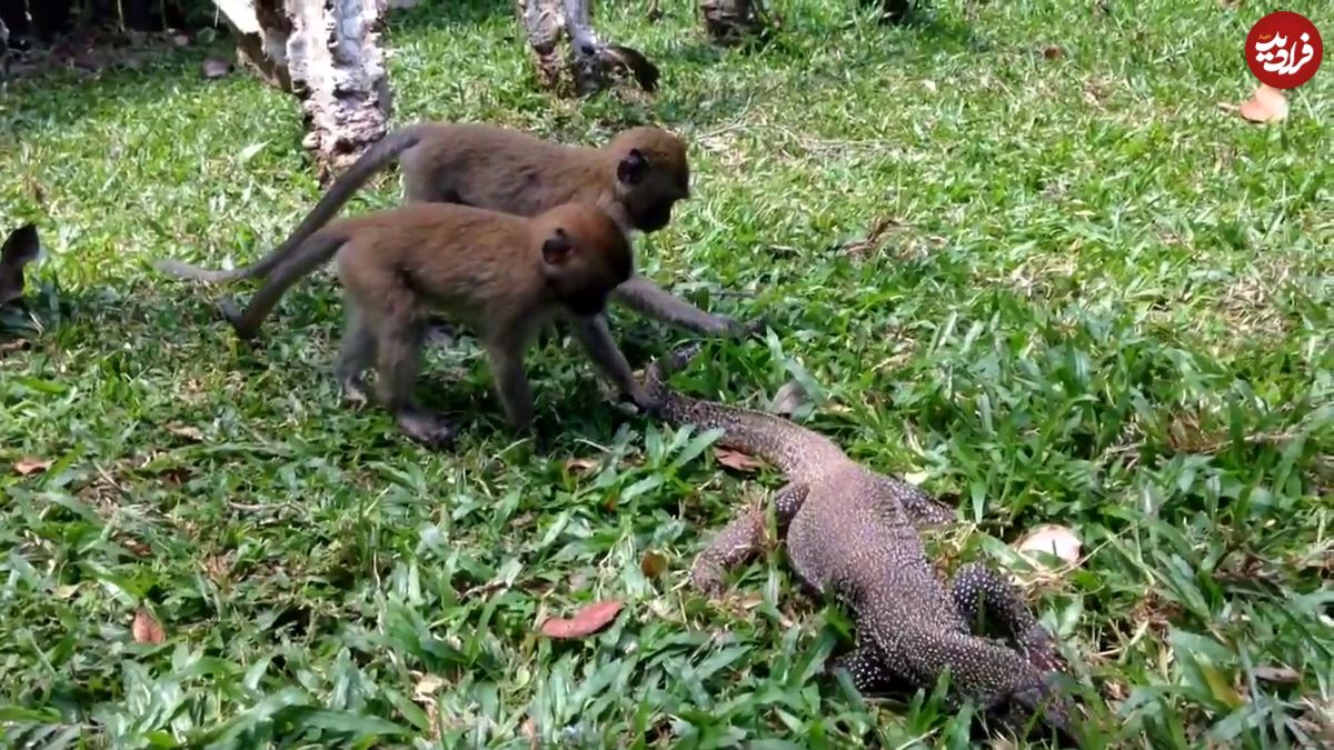 (ویدئو) شوخی شیطنت آمیز میمون‌ها با بزمجه؛ میمون‌ها سیلی خوردند!