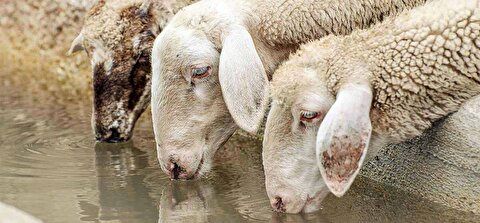 (ویدیو) این گوسفندان در گرما نوشابه خنک می خورند!