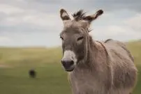 ( ویدیو) الاغ شجاع ، کفتار را از شکار پشیمان کرد ! 