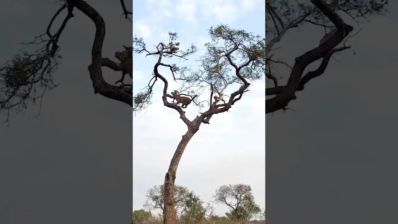 (ویدئو) تلاش دیوانه کننده پلنگ برای شکار میمون شرور روی درخت