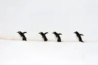 ببینید|  تعقیب هولناک پنگوئن توسط نهنگ‌های قاتل