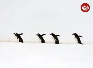 ببینید|  تعقیب هولناک پنگوئن توسط نهنگ‌های قاتل