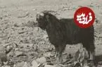 عکس| سفر زمان؛ چریدن بزها در یک زباله‌دانی در شمال تهران؛ 75 سال قبل