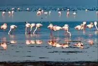 ببینید| حال خوش مهاجران در میانکاله