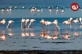 ببینید| حال خوش مهاجران در میانکاله