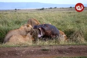 ببینید| لحظه شکار «اسب آبی» در هنگام بازگشت به رودخانه توسط چند شیر گرسنه