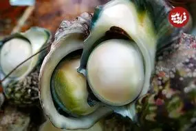 ببینید| غذای خیابانی در ژاپن؛ تهیه دو نوع غذا با حلزون دریایی غول پیکر در اوکیناوا