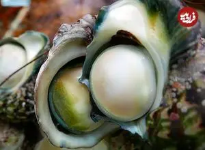 ببینید| غذای خیابانی در ژاپن؛ تهیه دو نوع غذا با حلزون دریایی غول پیکر در اوکیناوا