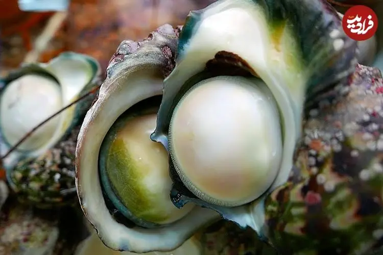 ببینید| غذای خیابانی در ژاپن؛ تهیه دو نوع غذا با حلزون دریایی غول پیکر در اوکیناوا