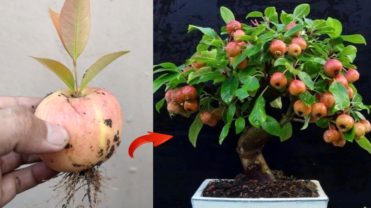 (ویدئو) چطور میوه سیب را در خانه به درخت سیب تبدیل کنیم؟