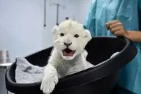 شکست انقراض؛ دو توله شیر سفید متولد شدند