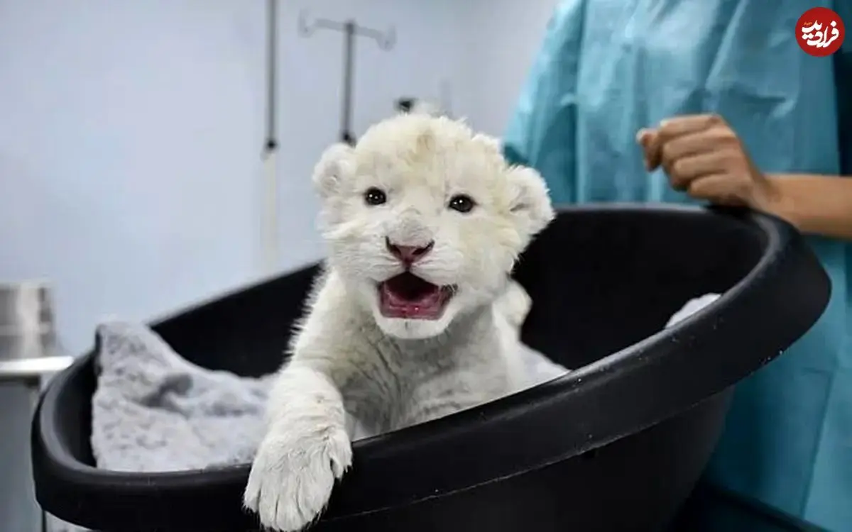 شکست انقراض؛ دو توله شیر سفید متولد شدند