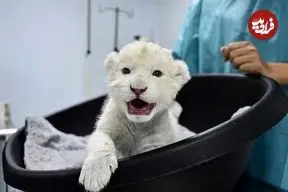 شکست انقراض؛ دو توله شیر سفید متولد شدند