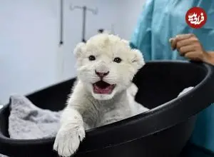 شکست انقراض؛ دو توله شیر سفید متولد شدند