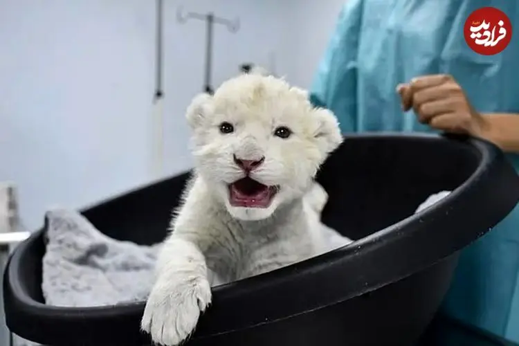 شکست انقراض؛ دو توله شیر سفید متولد شدند