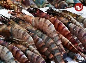 ببینید| غذای خیابانی در تایوان؛ شاه میگوی سوخاری با سس سیر و فلفل تند در تایپه