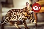 (تصاویر) گران ترین نژادهای گربه در جهان؛ قیمت گران ترین گربه چقدر است؟