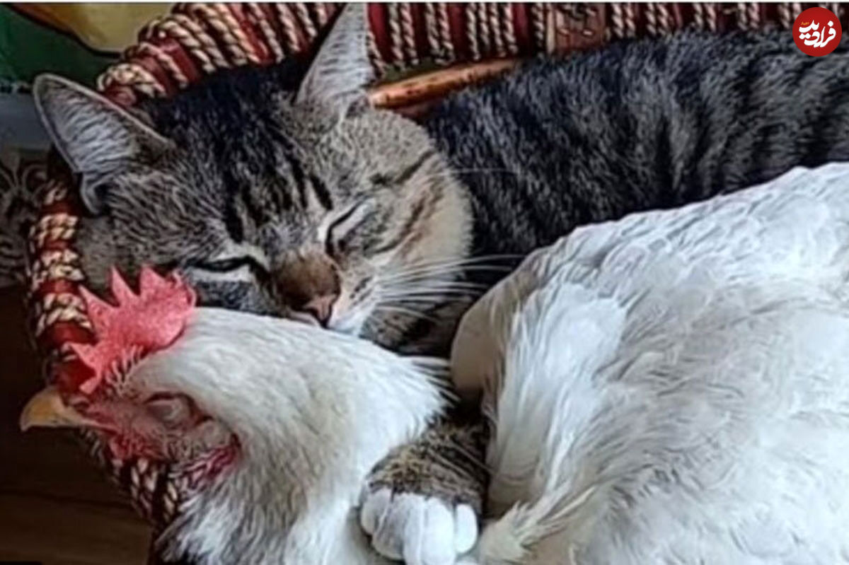 (ویدیو) رفاقت باورنکردنی گربه با یک مرغ و جوجه‌هایش!