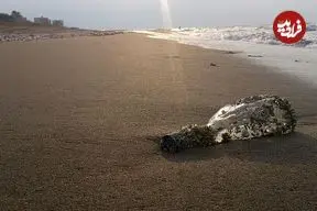 کاهش ۲.۵ متری آب دریای خزر بحرانی خاموش در شمال ایران است
