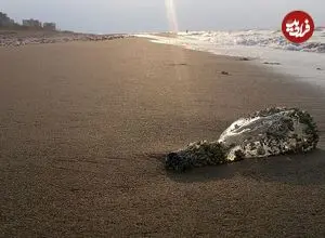 کاهش ۲.۵ متری آب دریای خزر بحرانی خاموش در شمال ایران است