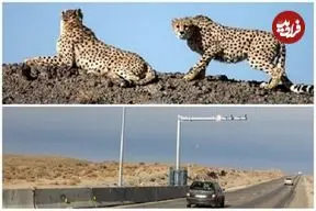 «میاندشت» محل تلاقی یوز و خودرو، مقصد مشترک محیط‌بانان و مسافران نوروز