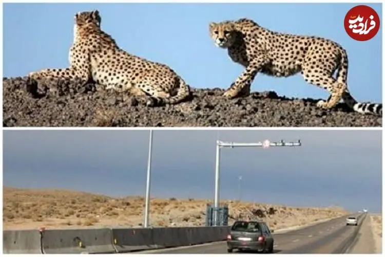 «میاندشت» محل تلاقی یوز و خودرو، مقصد مشترک محیط‌بانان و مسافران نوروز