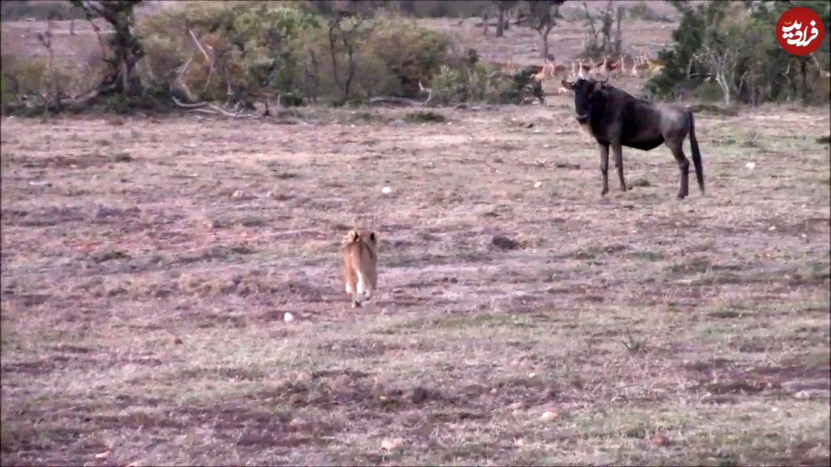 (ویدئو) اولین تلاش خنده دار یک توله شیر برای شکار کل یالدار بزرگ