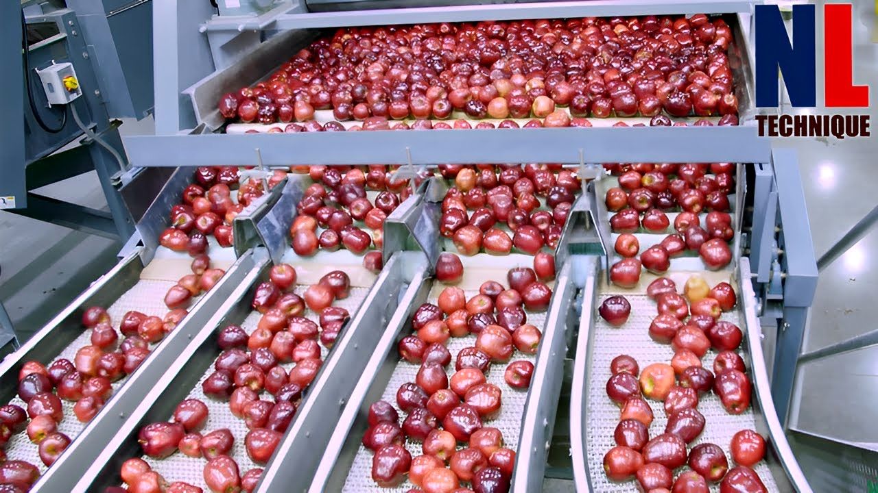 (ویدئو) مراحل برداشت میلیون ها سیب در باغ؛ فرآیند فرآوری صدها تن سیب در کارخانه