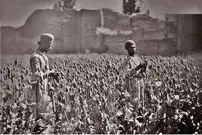 عکس| سفر در زمان؛ قیمت دولتی تریاک و شیره اعلام شد! 