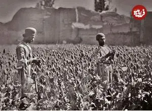 عکس| سفر در زمان؛ قیمت دولتی تریاک و شیره اعلام شد! 