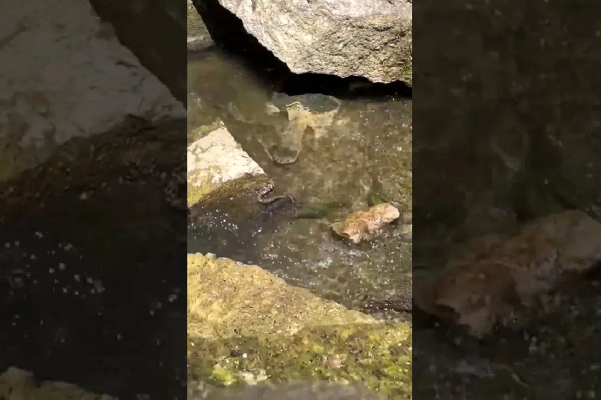 (ویدئو) باورنکردنی اما واقعی؛ لاک پشت گرسنه یک مار را شکار کرد و خورد!
